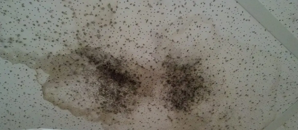 black mold on ceiling